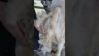 Tame That Tail