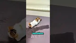 Die Katze schaltete die Heizung ein! 😂🔥