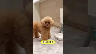Voglio del cibo!