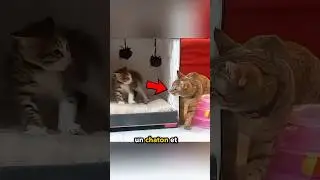 How a Mother Cat Calmed a Rescued Kitten's Fear with Her Incredible Patience ❤️