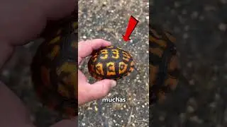Si ves esta TORTUGA, corre! 😨