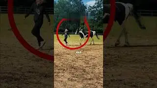 Dieses Pferd tat etwas völlig Unerwartetes 😱🐴