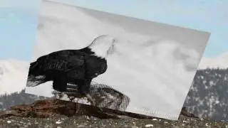 birds.avi