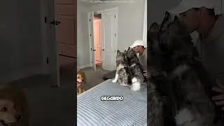 ¡Compró perros falsos para probar a sus mascotas y #short