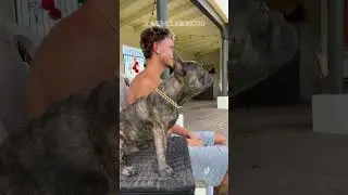 O truque do cachorro que BATEU 30 milhões de views! 🐶