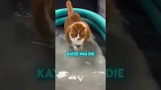 So Nehmen Katzen Wirklich Ab 😳#shorts