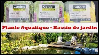 Aldi Aquatic Plants - How to Plant Them Properly?