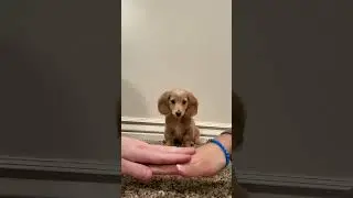 Les chiens contre le défi de la main 😂