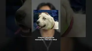 They Call Him The “John Wick” Of Dogs