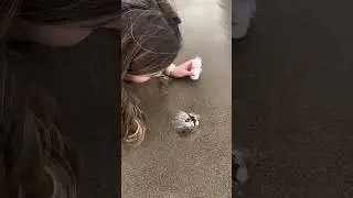 Esta chica encontró algo increíble en la arena 😰