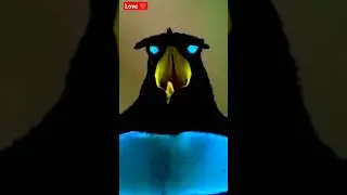 The magnificent dance of the birds of love