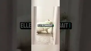 Un Chat Sourd Retrouve Son Maître ❤️#shorts #shortvideo #viral #viralvideo #trending