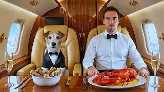I Tested the First-Ever Airline Made for Dogs