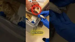 Eles Encontraram ISSO Dentro da Cobra 😱🐍