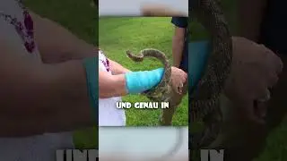 Schlange fällt vom Himmel und Attackiert Farmerin