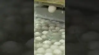 From Fish to Fishballs 🐟😍