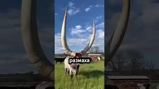 Почему В Техасе Не Обрезают Рога Быкам 🐂