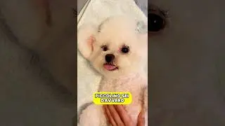 Quale cucciolo per dormire con te?