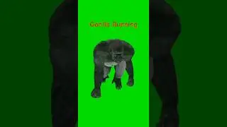 Gorilla Running green screen short video 