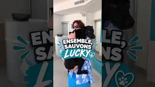 Aidez moi à sauver Lucky 🥺
