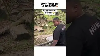 Bro Took On A Baboon 😂 #funny #shorts #comedy