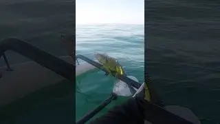 Guy Saves Iguana Swimming Miles From Shore