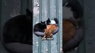 Sie Wollte Nur Einer Katze Helfen… 😮💖