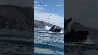 Kayakers Swallowed by Whale 😱