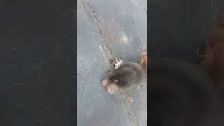 Крот с пойман с по личным....