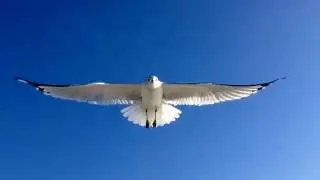 LONG BEACH, NY SEAGULL BY ANDRES NAVARRO