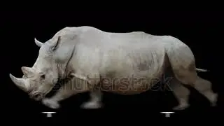 Running Rhino