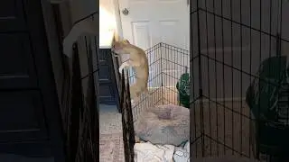 Caught my puppy escaping from his pen in 4k