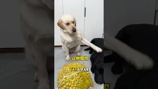 Cutting this fruit was super expensive! 😱🌵