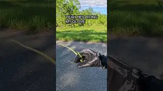 Danger Noodle 