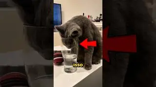 Como os GATOS bebem água! #curiosidades