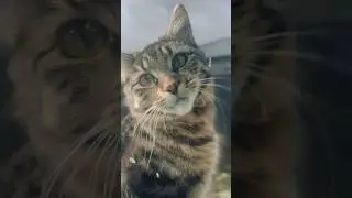 Cat 😻  