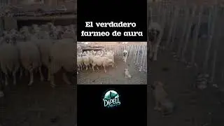 Era muy valiente la cabra… hasta que apareció la madre #perros #mascotas