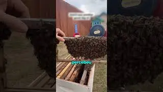 This man found a swarm of bees living under a slide and decided to save them.