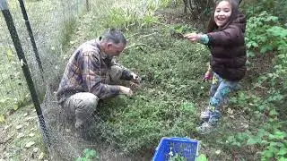 Processing Herbs From Our Garden For Winter Tea