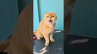 Груминг злого кота