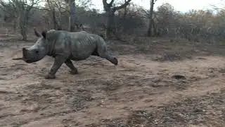 Baby Rhino Running - Slow Motion