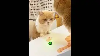 L’uomo che la gatta ha preso per il suo cucciolo 🐱👶