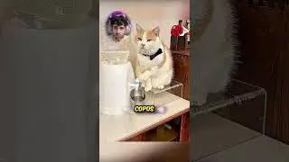 Olha oque esse gato faz, mano!!