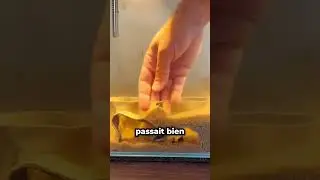 Il Pensait Avoir Créé La Maison Parfaite Pour Ses Poissons, Mais... 😱
