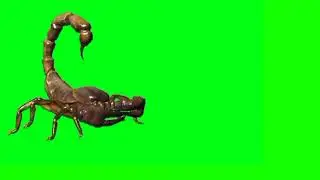 Scorpion green screen video - copyright free green screen free footage 