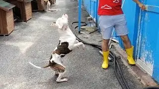 I Visited Dog Rescue Shelter - Excellent Pitbull & Puppy