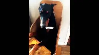 ¡Este perro necesita una silla especial para comer! 🥺🐶
