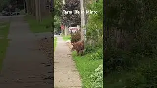 Escaped pig at large