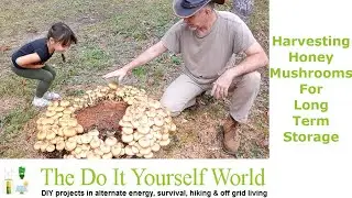 Harvesting And Preserving Honey Mushrooms For Long Term Storage