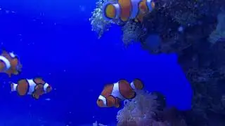 View Into The Aquarium 07 - Free (for commercial use) Footage - 4K